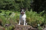 BOSTON TERRIER 032